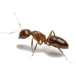 Argentine Ant