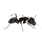 carpenter ants