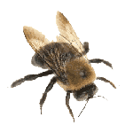 carpenter bee