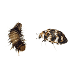 carpet beetles