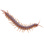 centipede