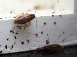 cockroach fecal smears