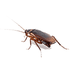 cockroach