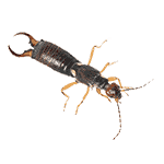 earwig