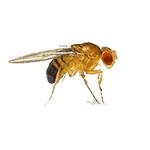 fruit fly