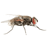 house fly