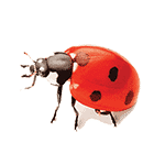 ladybug