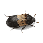 larder beetle