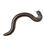 millipede