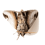 clothes moth