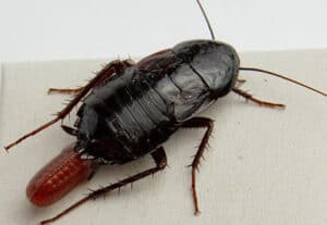 Oriental Cockroach