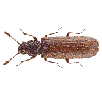 powderpost beetles