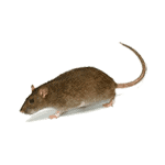 rat