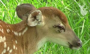 deer with ticks attached to its head