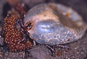tick and her eggs