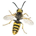 wasp