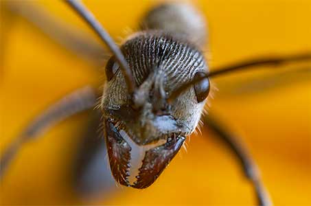 close up of ant found in New York