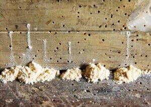 powderpost beetle sawdust