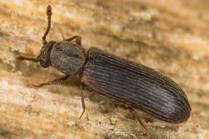 powderpost beetle