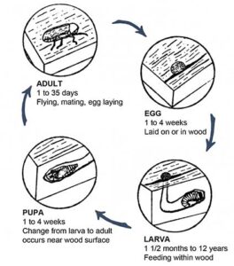 powderpost beetle lifecycle