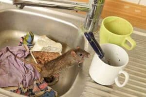 rat attracted to leftover food in kitchen sink