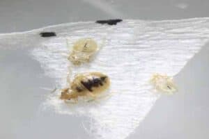 bed bugs before blood meal