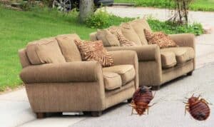 bed bugs and free couches