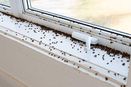 bed bugs on a window sill