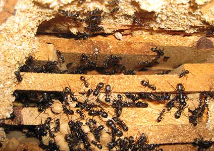 home damage from carpenter ants