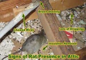 damage caused by rodents