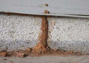 damage caused by termites