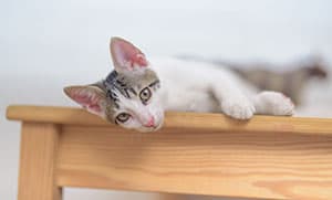 pet cat lying on table