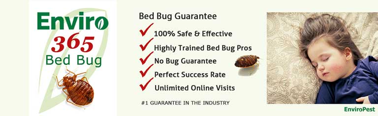 Enviro 365 for bed bugs