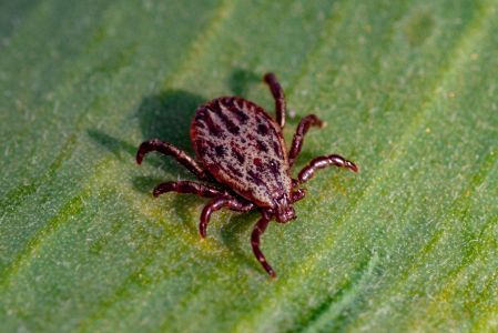 close up of tick on leaf