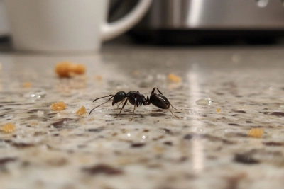 ant on the kitchen counter