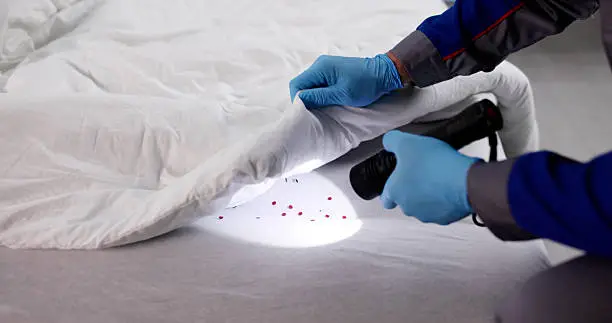 inspector spotting bed bugs