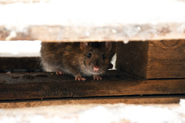 mouse hiding under floorboard