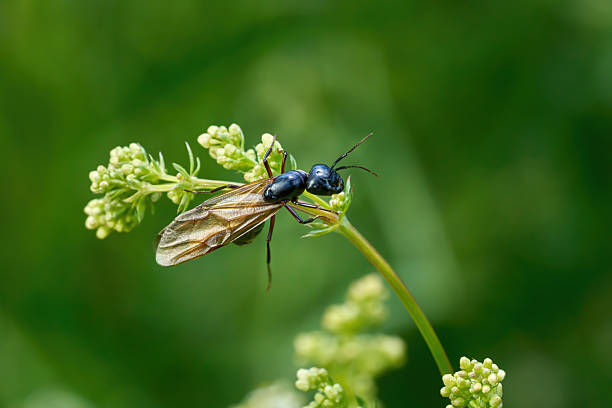 queen carpenter ant